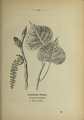 Populus nigra (as syn. Populus fastigiata) plate 147 in: Wayside and woodland blossoms, 1895