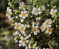 Chamaebatiaria millefolium flowers close