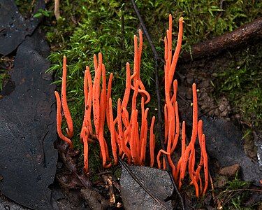 Clavulinopsis corallinorosacea, by JJ Harrison