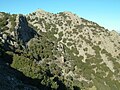 Bestände auf einem steinigen Hang bei Madari-Gipfel, Troodos-Gebirge