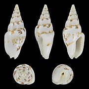 Graphicomassa ligula, shell, white form with brown pattern