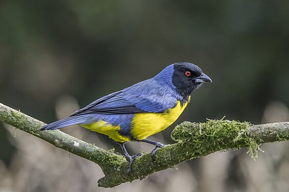 Hooded mountain tanager by Charles J. Sharp