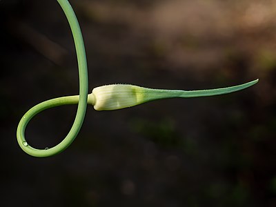 "Knoblauch_(Allium_sativum)-20200621-RM-085344.jpg" by User:Ermell