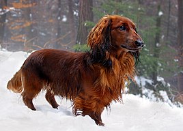 dachshund