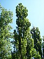 Populus nigra in Hungary