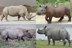 Rhino collage