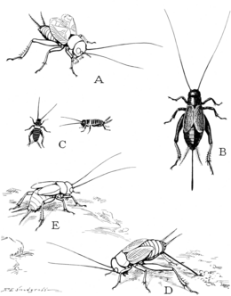 Naminis svirplys (Acheta domestica)