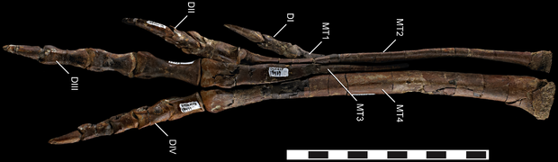 August 17: bone from the pes of the dinosaur talos