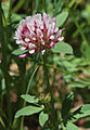 Long-stalked clover, closeup of flowerhead