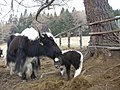 Yakkalb mit Mutter