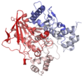 Human butyrylcholinesterase