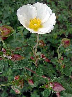 Salveilehine kiviroosik (Cistus salviifolius)