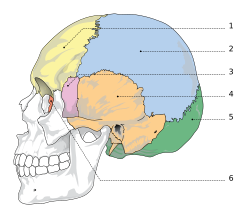 Кістки черепної коробки: 1 — лобова кістка, 2 — тім'яна кістка, 3 — клиноподібна кістка, 4 — скронева кістка, 5 — потилична кістка, 6 — решітчаста кістка