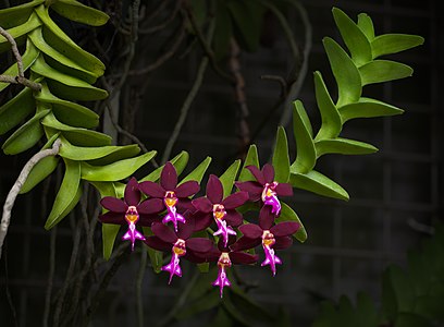 Trichoglottis atropurpurea, by Rhododendrites