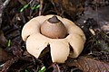 Geastrum saccatum.