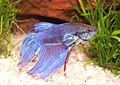 Бойцовая рыбка (Betta splendens)