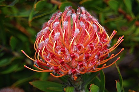 Leucospermum cultivar, by Flying Freddy