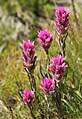 Meadow paintbrush (Castilleja lemmonii)