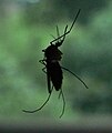 mosquito silhouette