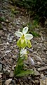 Ophrys tenthredinifera hipocromática. Sierra de la Muela, Cartagena.