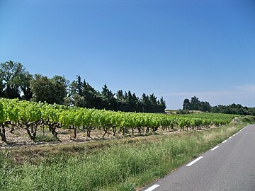 Vallée du Rhône : haies de cyprès contre le mistral