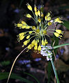 Allium flavum (yellow) and Allium carinatum (purple)