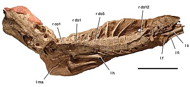 April 15: the dinosaur Anatosuchus minor