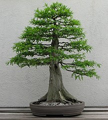 Formal upright style Baldcypress