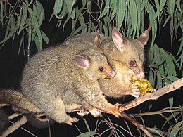 Közönséges rókakuzu (Trichosurus vulpecula)