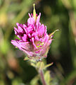 Castilleja lemmonii, detail of pink flowerhead