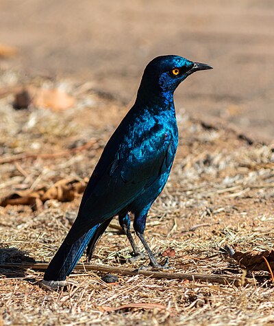 'n Kleinglansspreeu (Lamprotornis nitens) in die Nasionale Krugerwildtuin, Suid-Afrika.