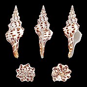 Fusinus polygonoides, Shell