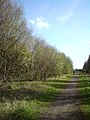 Site of the trackbed in 2009 on the Moss Valley spur, near Gatewen Colliery