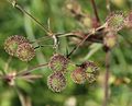 Large-leaved avens (Geum macrophyllum) in fruit