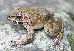 February 22: Limnonectes macrocephalus