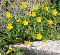 Mountain monkeyflower (Mimulus tilingii) clump