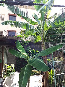 Gambar pisang tanduk yang terkena penyakit