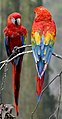 Image 14The scarlet macaw is native to Costa Rica. (from Wildlife of Costa Rica)