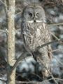 Great grey owl, National bird of prey (official)