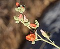 Apricot mallow bud branch