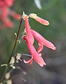 Bridge's penstemon close (Penstemon rostriflorus)