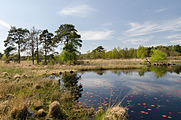 Heidelandschaft mit See Nationalpark De Meinweg