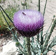 Onopordon leptolepis in bloom