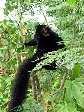 O lêmure-negro de madagascar.