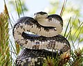 Erdnatter (Pantherophis obsoletus) in Angriffsstellung