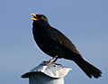 Boqijeya reş (Turdus merula)