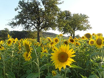 Sunflowers