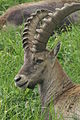 Capra ibex