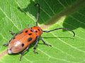 Tesařík Tetraopes tetrophthalmus