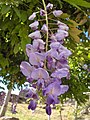 Contoh jambak bunga ebrakteat pada bunga wisteria, Wisteria sinensis